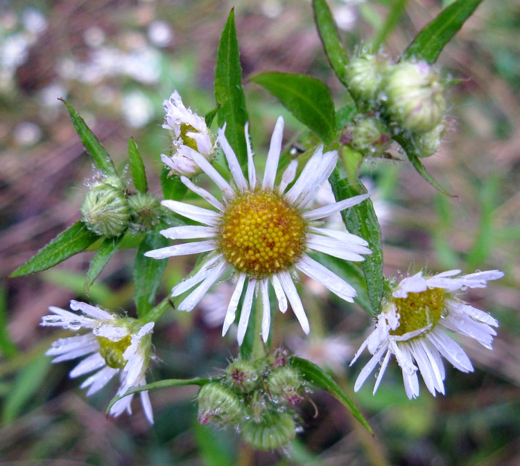 Erigeron annuus?